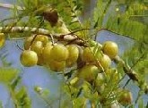 amla